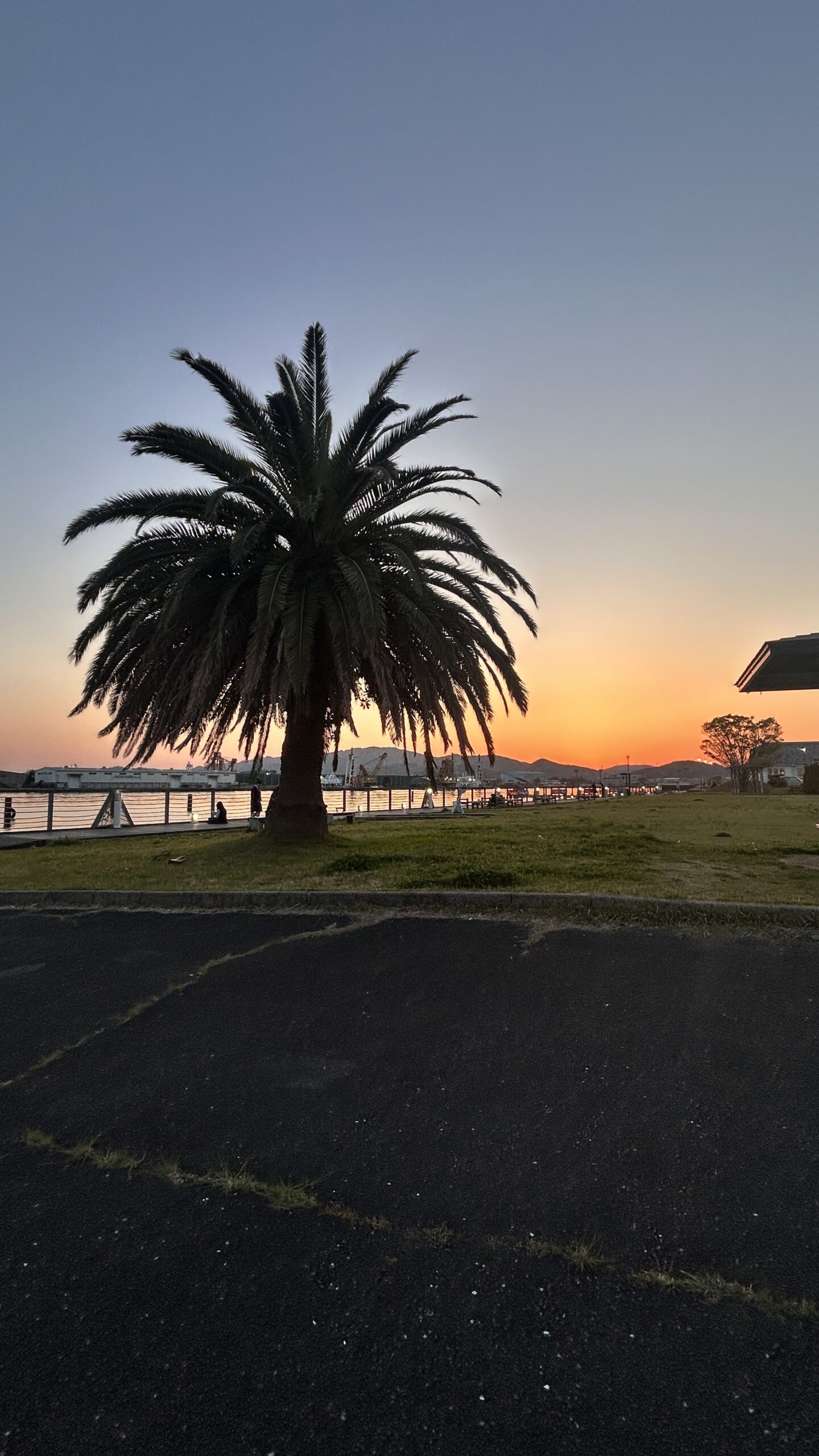 蒲郡港 夕日とヤシの木