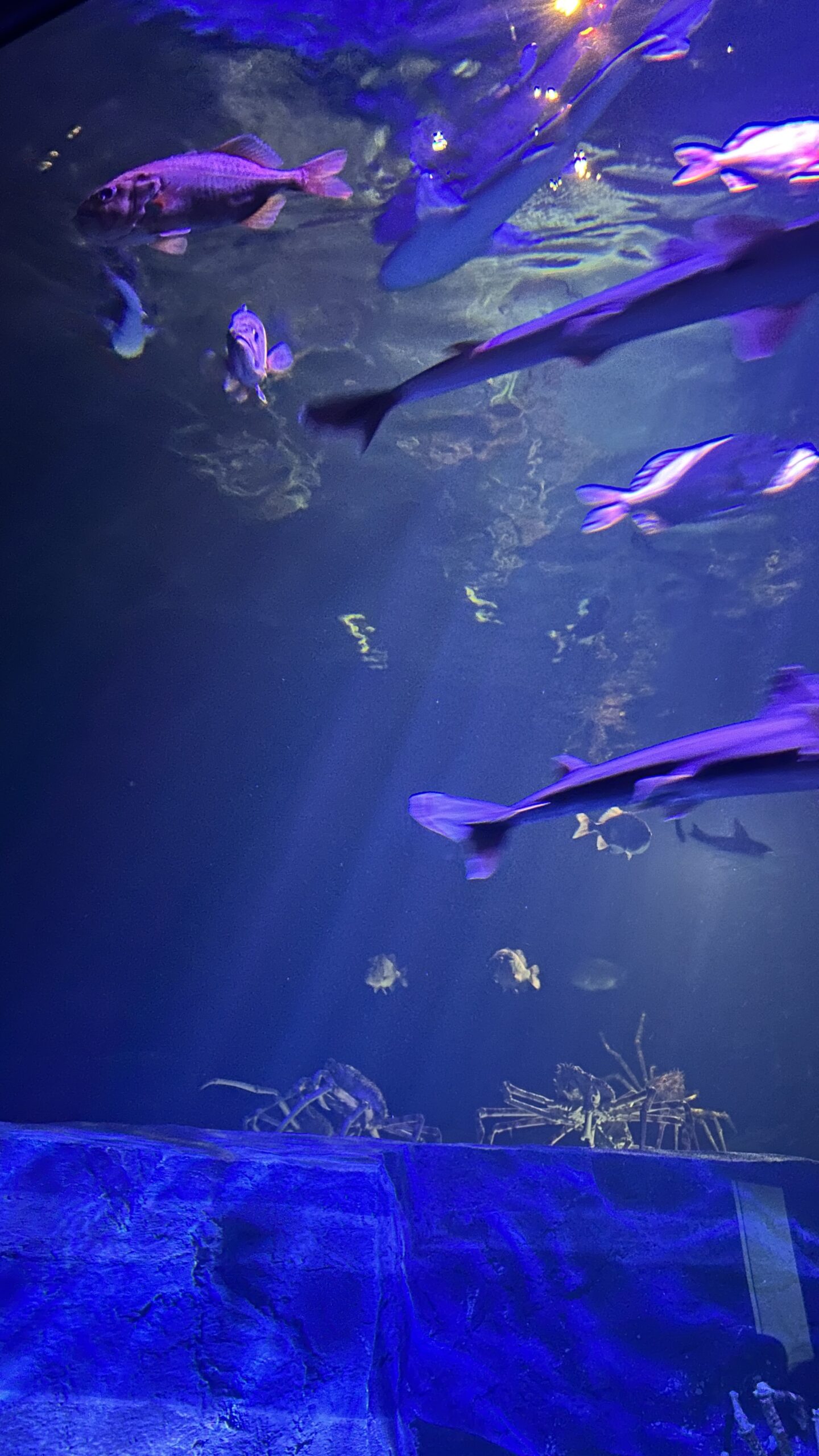 竹島水族館 深海魚の水槽