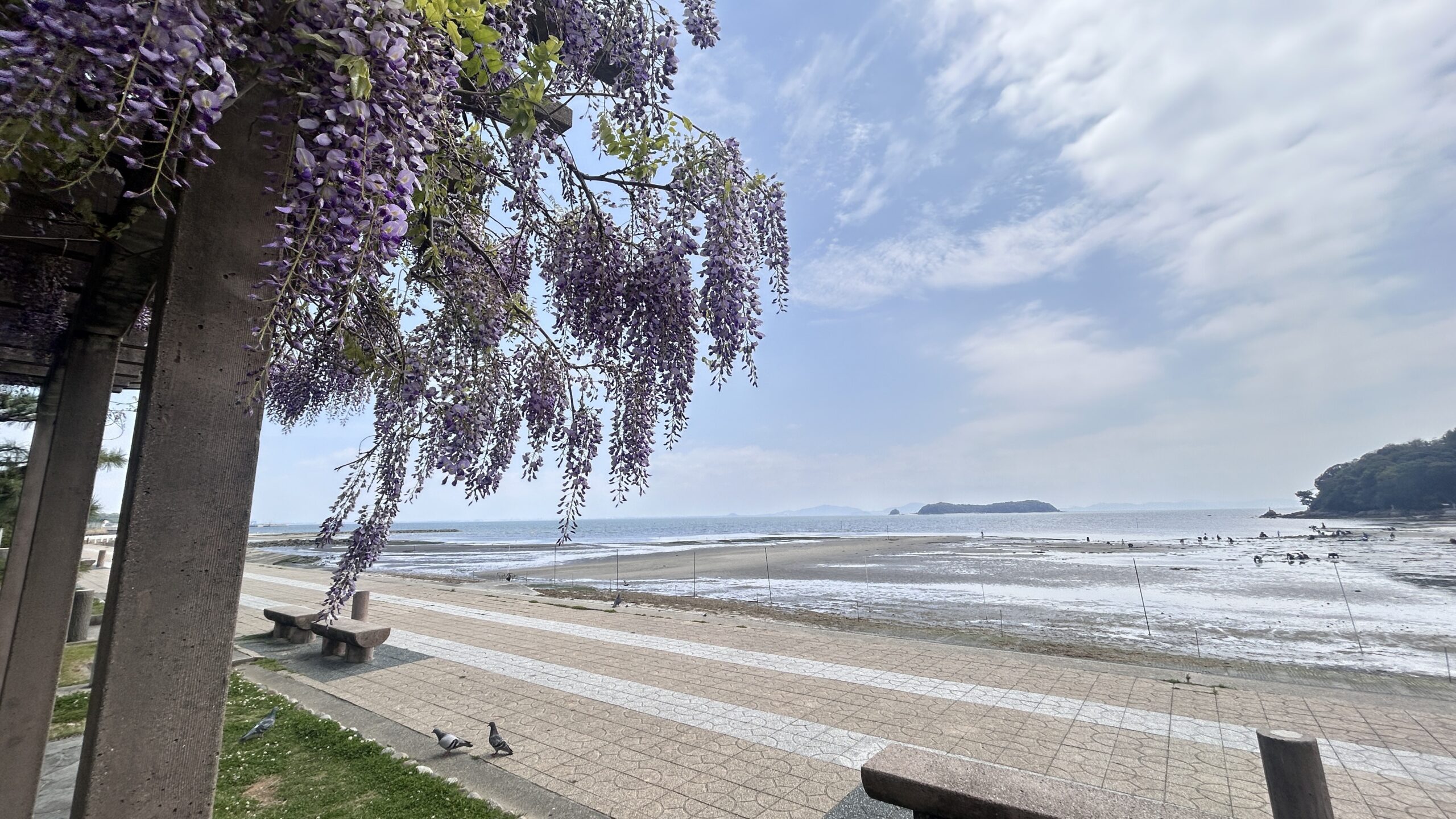 竹島 藤の花と潮干狩り