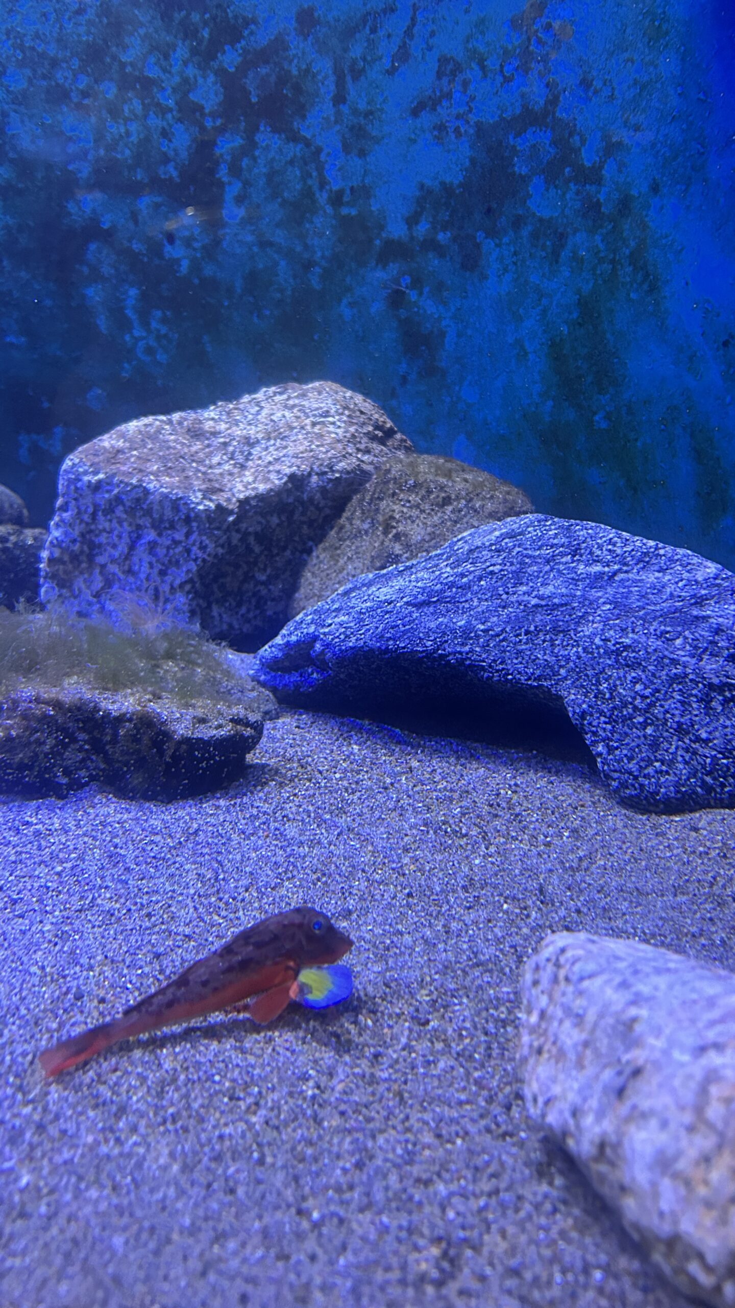 カラフルな小魚