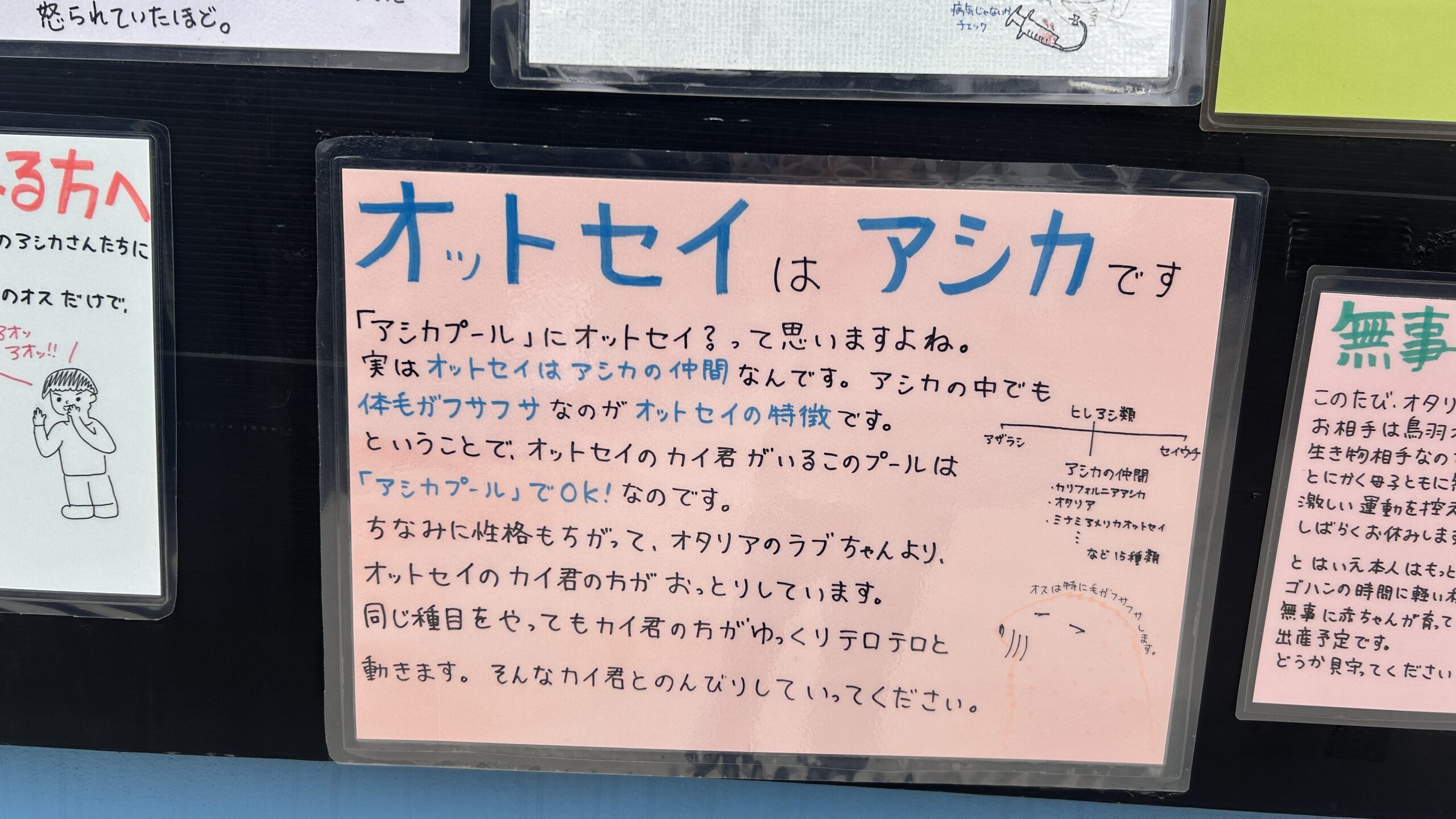 オットセイはアシカですPOP