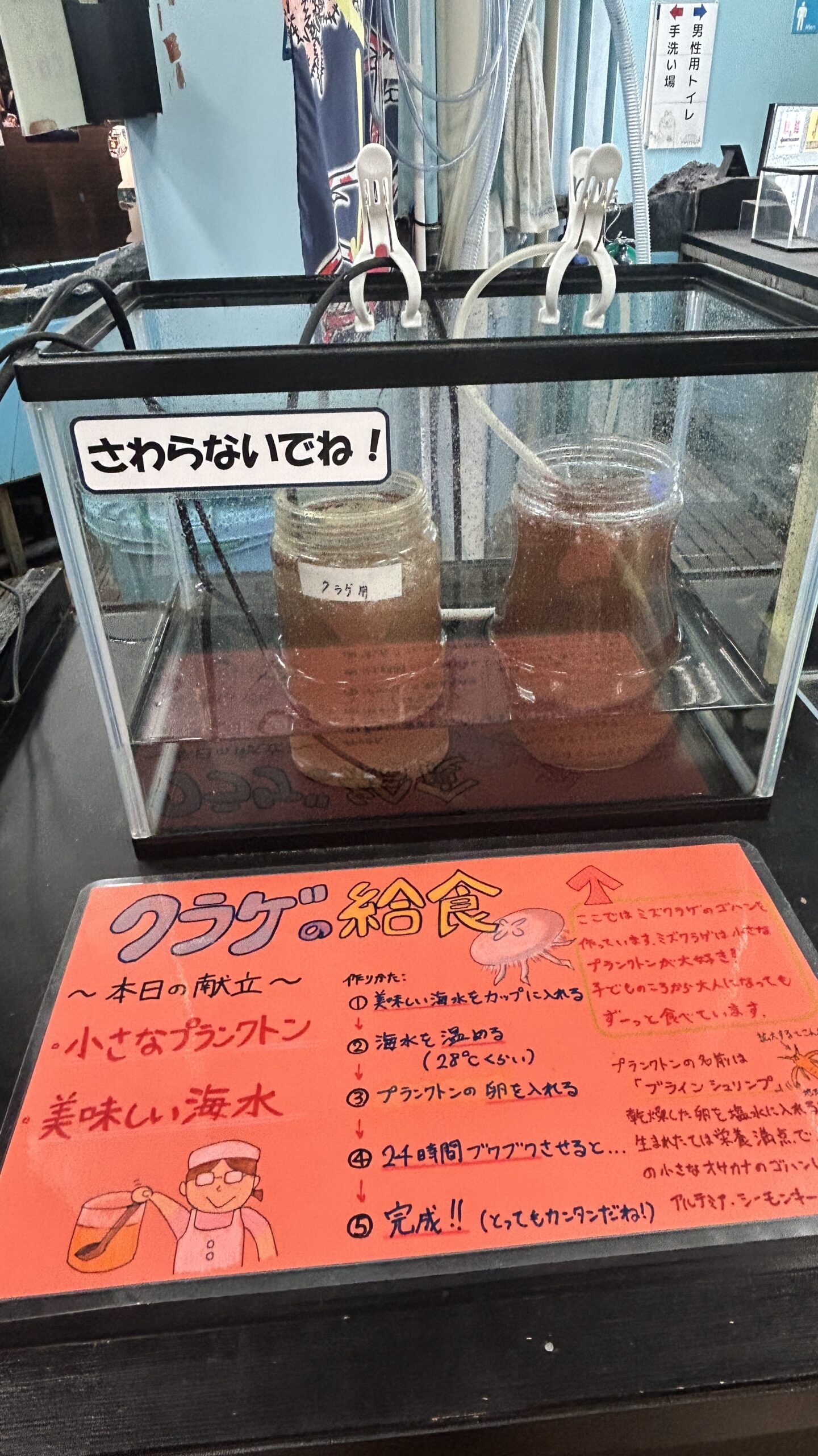 クラゲの給食POP