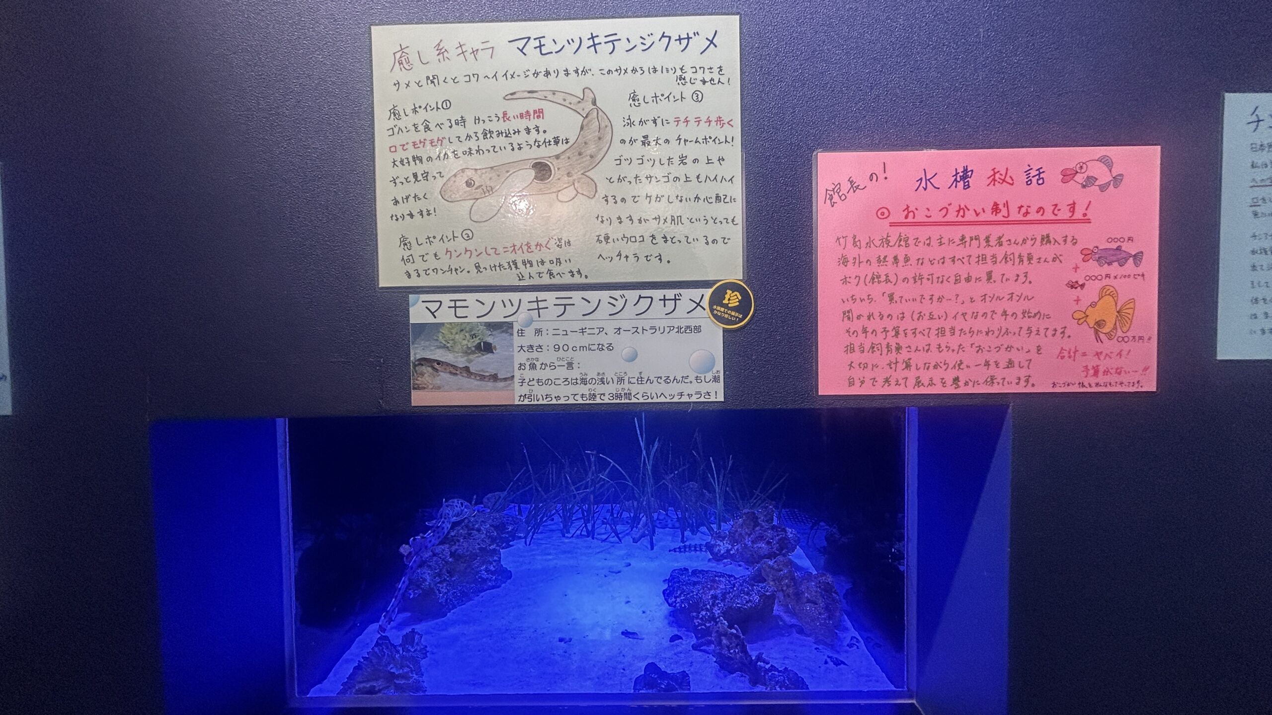 お小遣い制POP（水槽秘話）