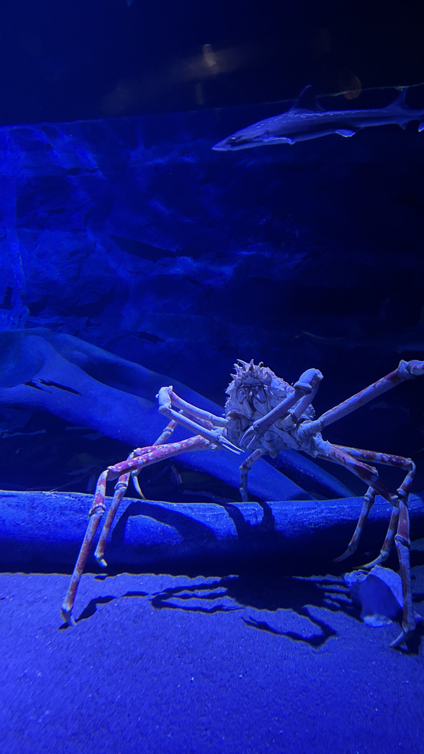 タカアシガニ（最初の水槽）