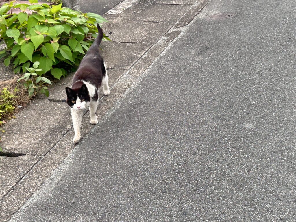 月夜見宮の道中で遭遇した猫。ニャーと鳴いてしばらく後ろを歩いていました。