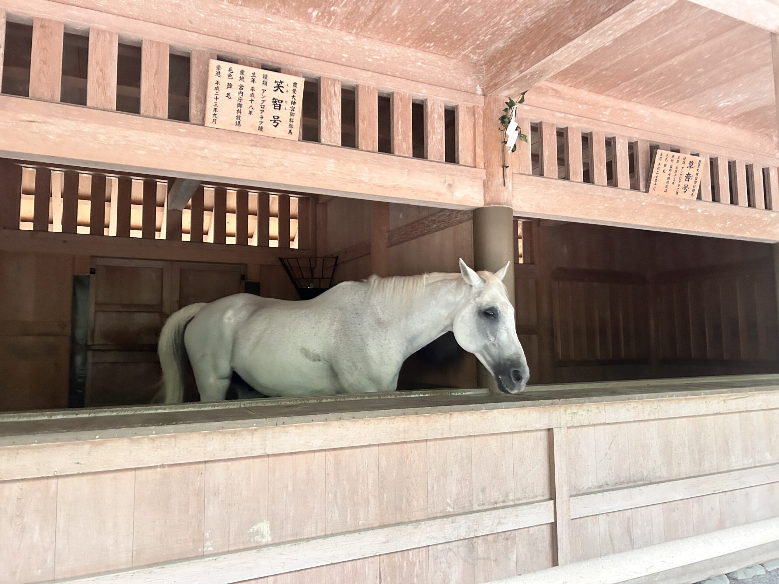 外宮の白い神馬・笑智号