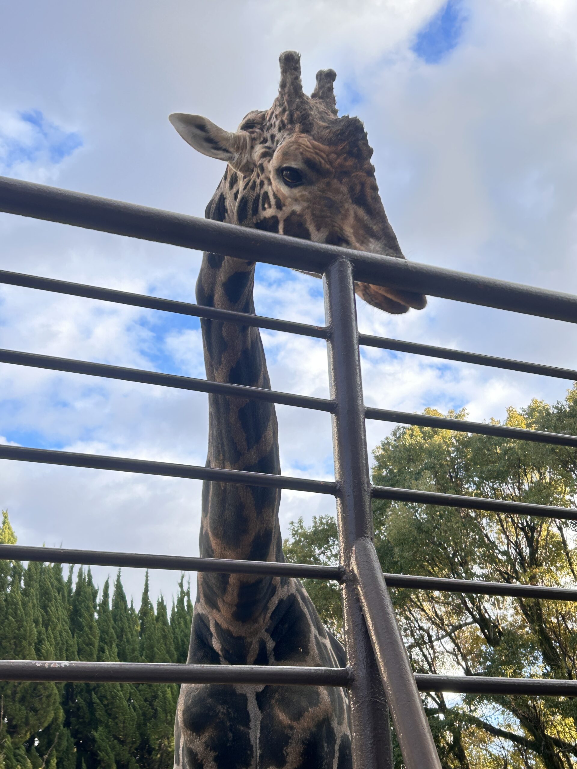 姫路市立動物園のキリン