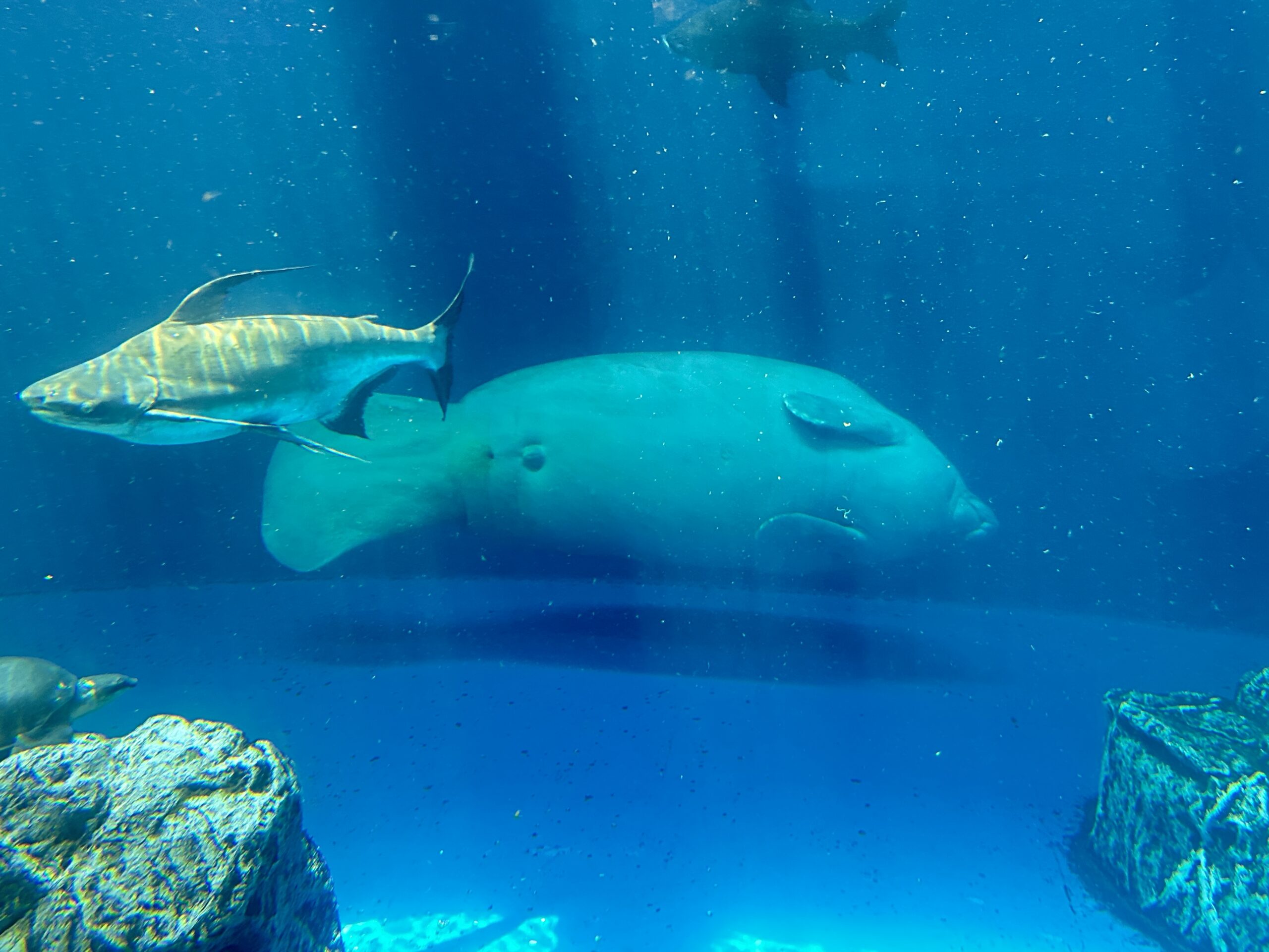 鳥羽水族館のマナティ