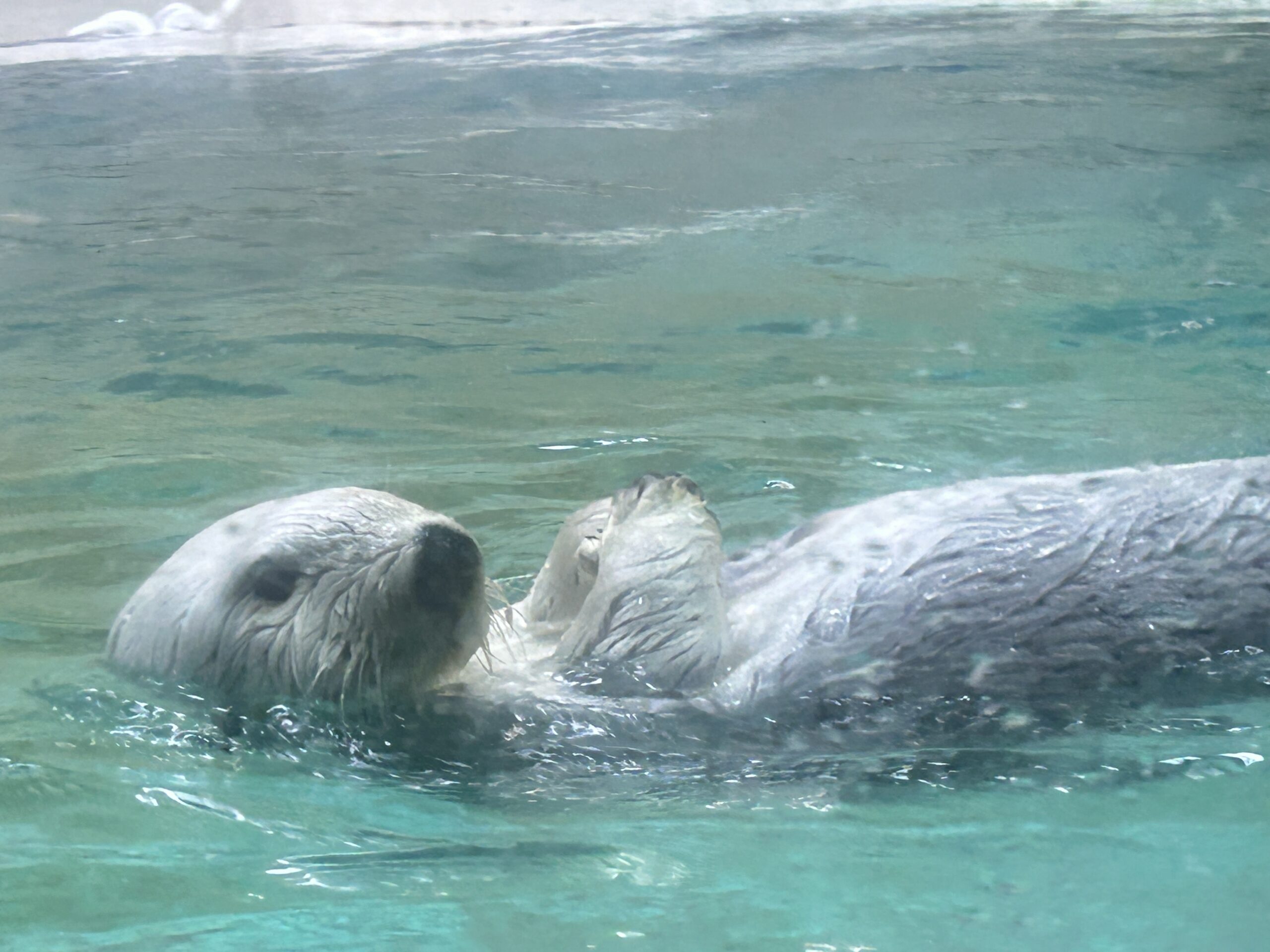 鳥羽水族館のラッコ