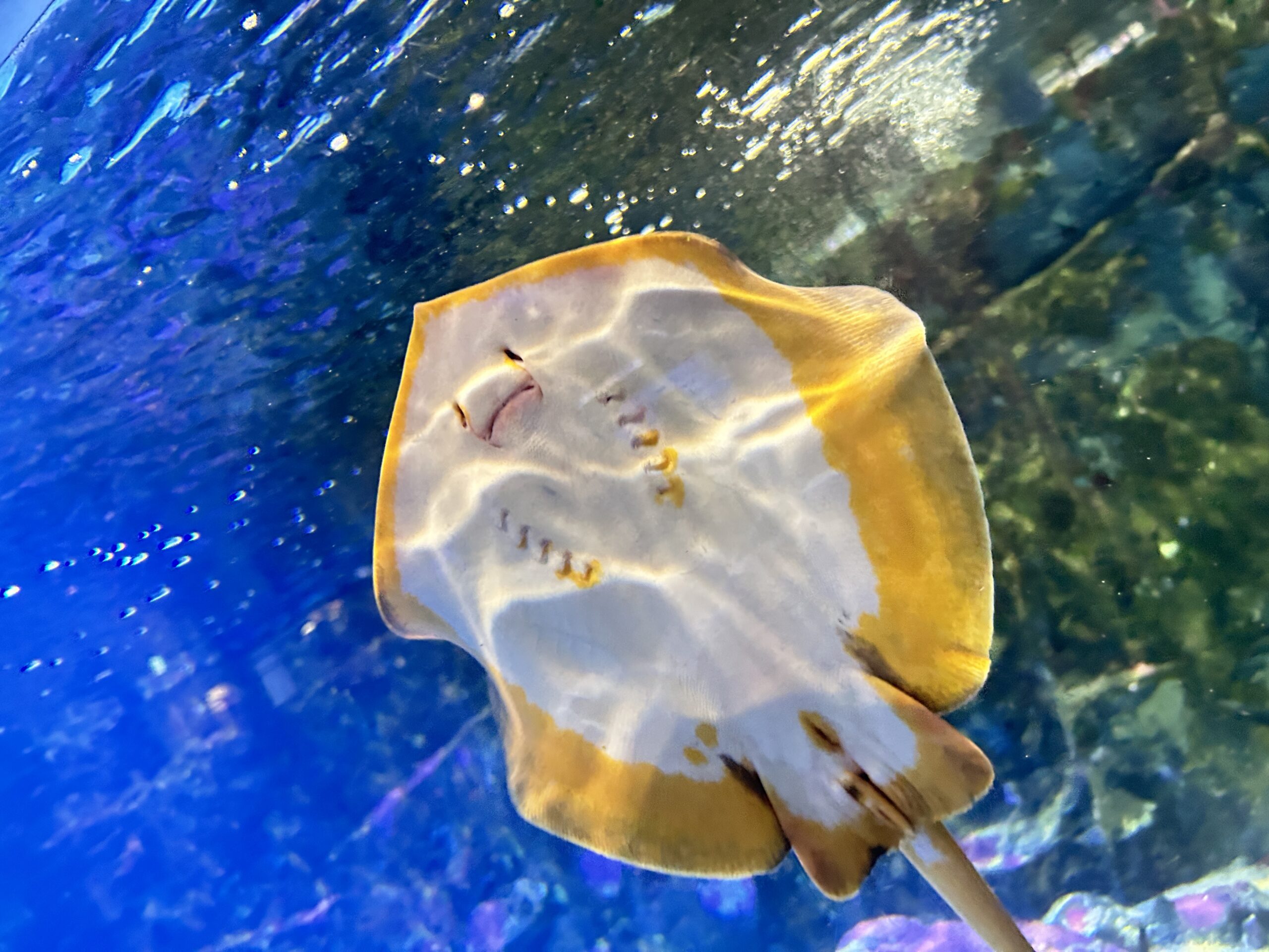水槽を泳ぐエイ